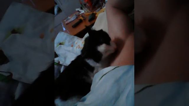 Кот вылизывает подмышки хозяину. смотреть онлайн