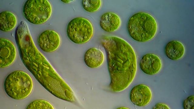 Chlamydomonas & Euglena viridis смотреть онлайн