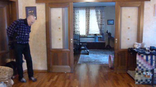 Дрессировка бордер колли. Упражнения у места. 3 связки команд управления у места для отдыха смотреть онлайн