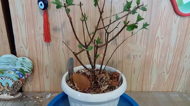 Результат зимовки Гортензии с сада Виктория The result of wintering Hydrangeas from Victoria Garden смотреть онлайн
