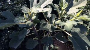 Выбор сортов инжира. Уничтожайте свой инжир с любовью ft хейт & $рач