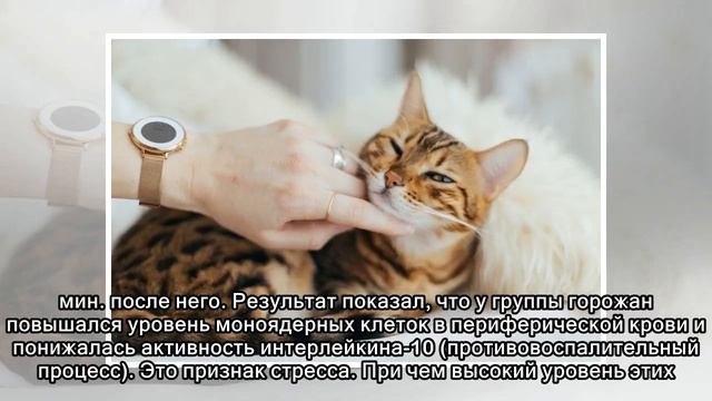 Ученые рассказали о пользе домашних животных для здоровья человека смотреть онлайн