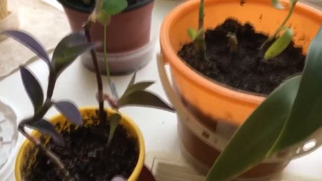 Комнатные растения смотреть онлайн