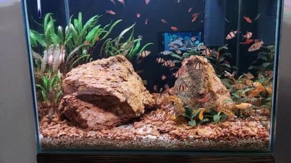 Обзор барбусятника, новые растения!