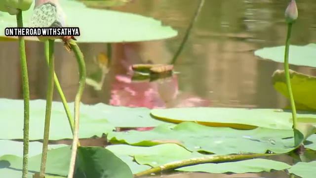 My village lotus video. смотреть онлайн
