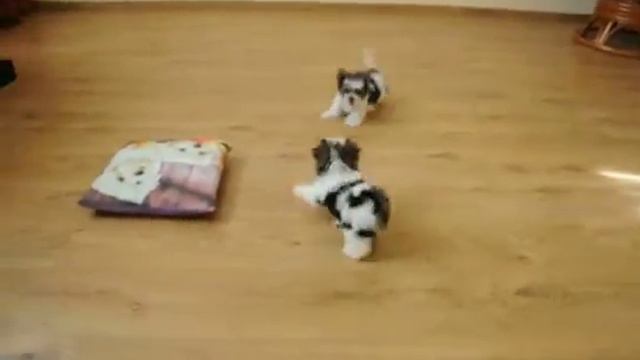 ЩЕНКИ БИВЕР ЙОРКШИРСКИЙ ТЕРЬЕР, ПРОДАЖА смотреть онлайн