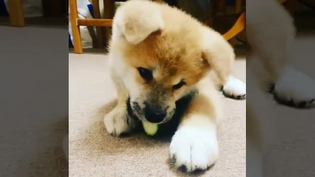Akita Inu And Cucumber | Щенок акита-ину и огурец