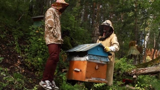 Экскурсия на пасеку: рассказываем, как живут пчёлы и как добывается мёд смотреть онлайн