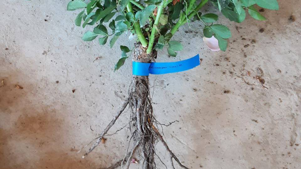 Саженцы роз для высадки в сад, Питомник Роз Полины Козловой Rozarium.biz