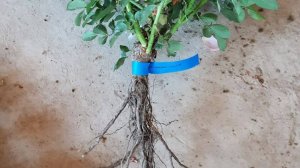 Саженцы роз для высадки в сад, Питомник Роз Полины Козловой rozarium.biz