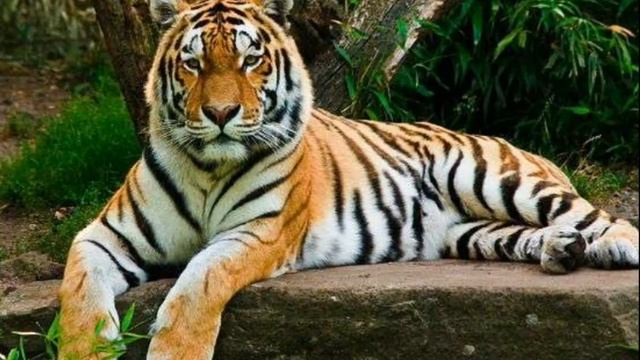 Йулбарс мучали ҳақида (Эркак ва Аёл(қизлар). смотреть онлайн