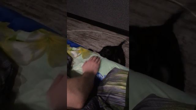 Американский кокер спаниель смотреть онлайн