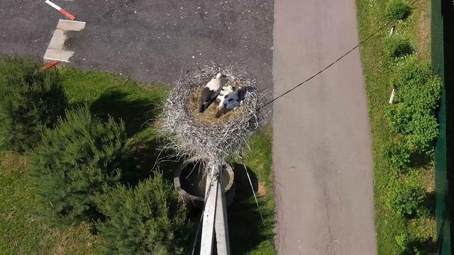 Семейство аистов на Бородинском поле смотреть онлайн