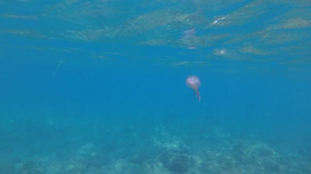 Pelagia noctiluca - Mauve Stinger Jellyfish in Cala Deià, Mallorca смотреть онлайн