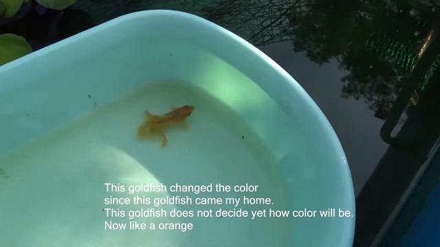 土佐金 水全替えTOSAKIN Goldfish. Work of water change. смотреть онлайн