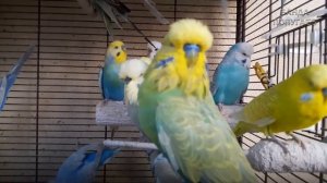 ? Учим попугая говорить. Урок №17: "Я тебя очень люблю! Очень очень люблю!"