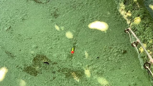 Ловим карпа на инжир смотреть онлайн