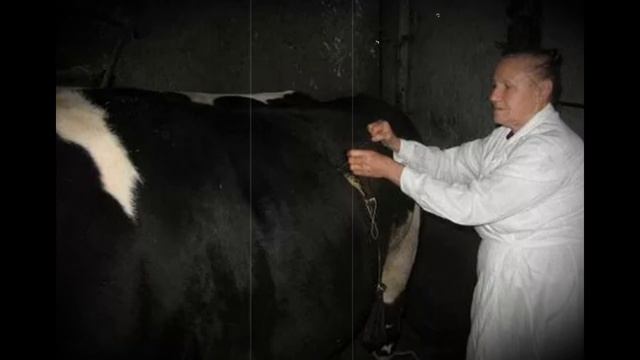 Сколько желудков есть у коровы, а также особенности строения и основные патологии смотреть онлайн