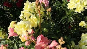 Махровый,высокий,львиный зев Мадам Баттерфляй и осенние заморозки.Конец сентября 2020.