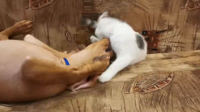 Щенок Венгерской выжлы против молодого ниндзяКотёнка (2,5 месяца обоим бойцам) смотреть онлайн