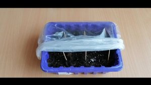 Петуния взошла на 4-ый день/что делать дальше/посев петунии гранулами/уход за рассадой и полив