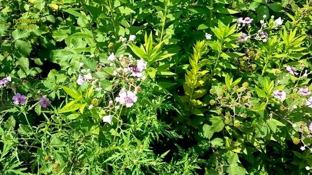 Раннее утро - Релакс, успокаивающая музыка, позитивный настрой на весь день смотреть онлайн