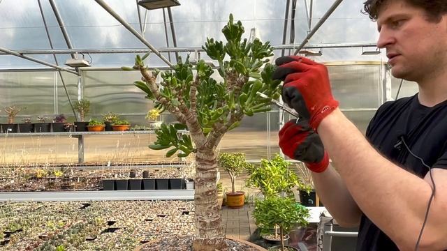 Бонсай из Crassula ovata Gollum весенняя обрезка смотреть онлайн