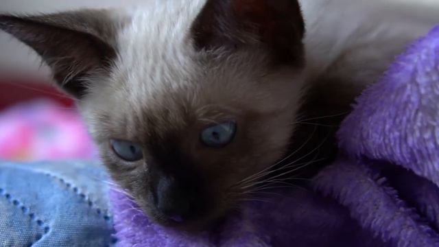 😍Adorably Cute Pets Video Compilations😍 #9 смотреть онлайн