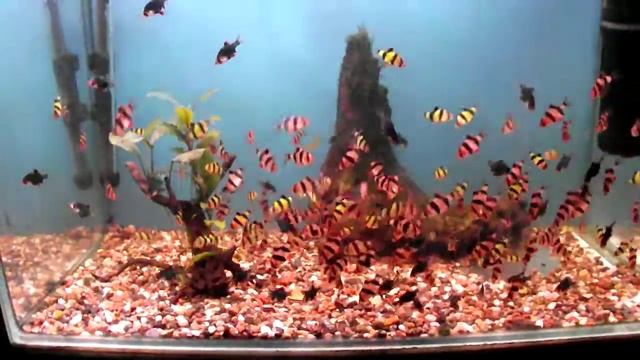 барбус суматранский - стая барбусов смотреть онлайн