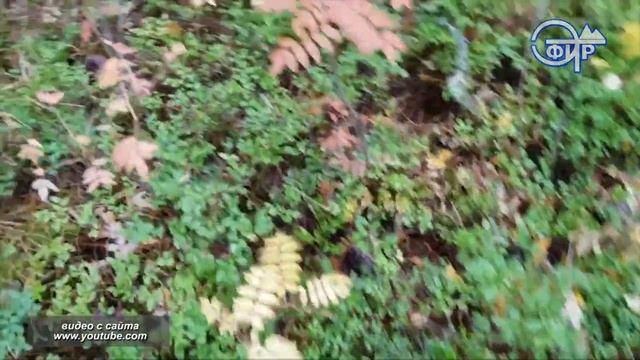 Заготовка кедрового ореха