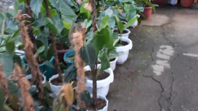 2021 RARE PLANTS OVERLOAD! PHILODENDRON PLANT, SYNGONIUM PLANT, ANTHURIUM PLANT AND ALOCASIA PLANT.