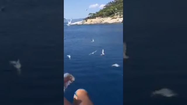 Вот как надо кормить чаек. смотреть онлайн