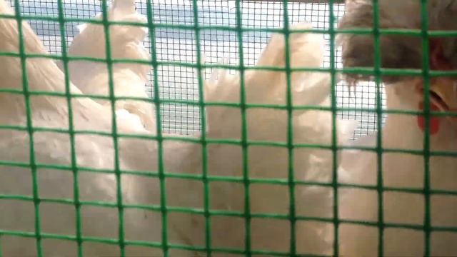 Куры#породы кур#петухи поют#, петухи кричат# курятник# хохлатая русская#, плимутруки# кохенхин смотреть онлайн