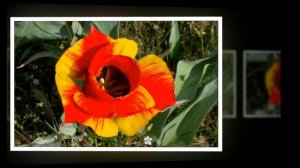 Казахстанские тюльпаны в Джамбульской области. Джоны 2016.