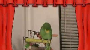 Попугай амазон поет детские песенки и разговаривает