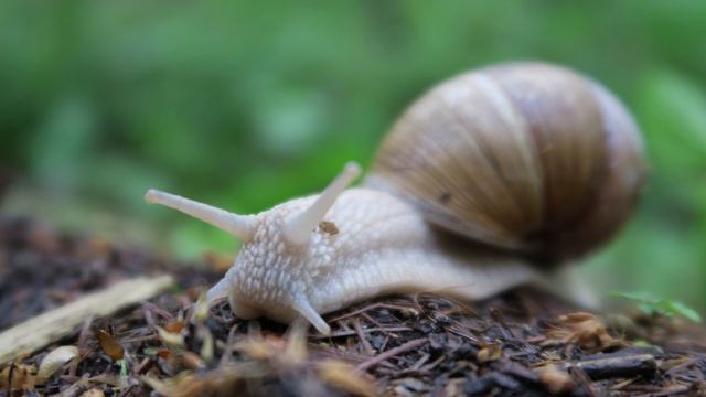 Canon PowerShot G5 X Bokeh Photo Samples смотреть онлайн