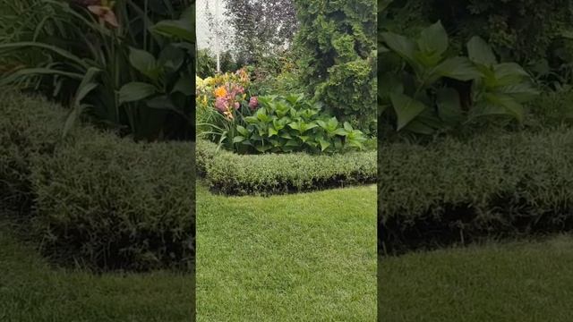 Цветение сада 26 июля.