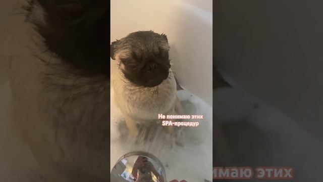 Зачем все эти SPA-процедуры? #мопскузьма #dog #puppy #2023 #youtubeshorts #love #spa смотреть онлайн