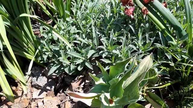 Красивые весенние многолетники Цветы весны.Неприхотливые почвопокровные цветы.Дача. Сад.Ландшафт. смотреть онлайн