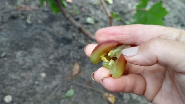 Гибридные формы Писанки О.М.Фаэтон и Андрей 53. смотреть онлайн