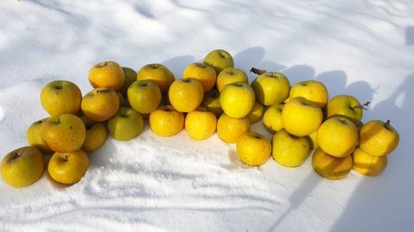 ЯБЛОНЯ ГОЛД РАШ / APPLE GOLD RUSH