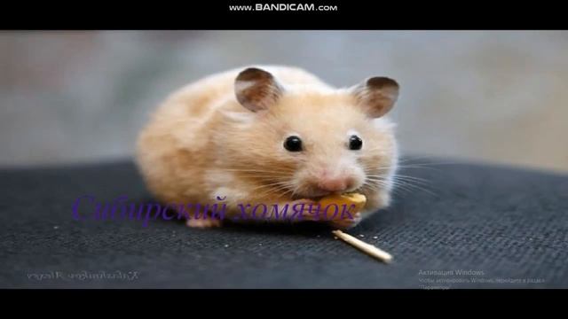 Породы хомяков