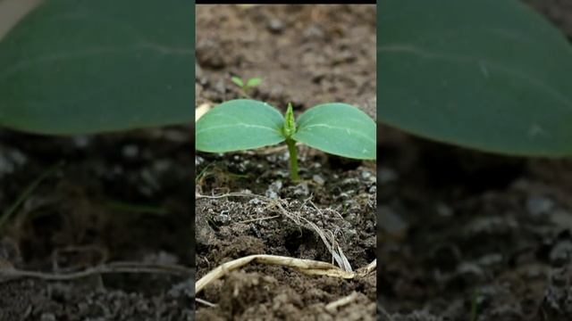 Огурцы не взошли? Стоит ли сеять, если сроки упущены? смотреть онлайн