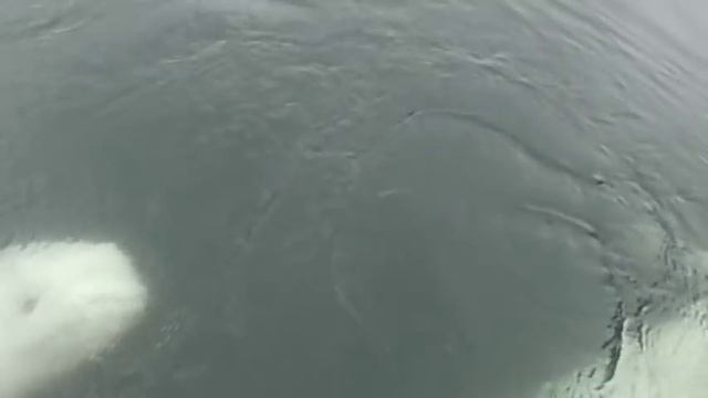Beluga whales being friendly смотреть онлайн