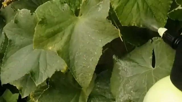 Хвощ полевой. Полезные свойства и применение на даче смотреть онлайн