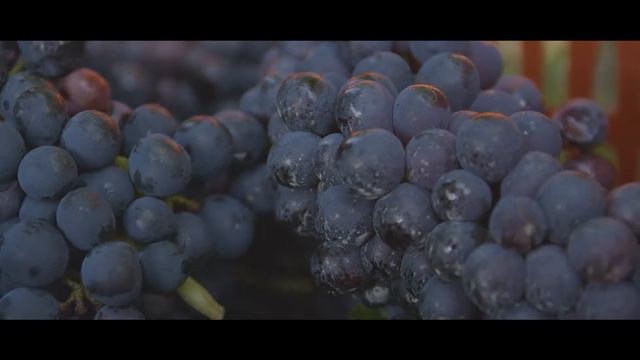 Vendemmia - Trentino смотреть онлайн