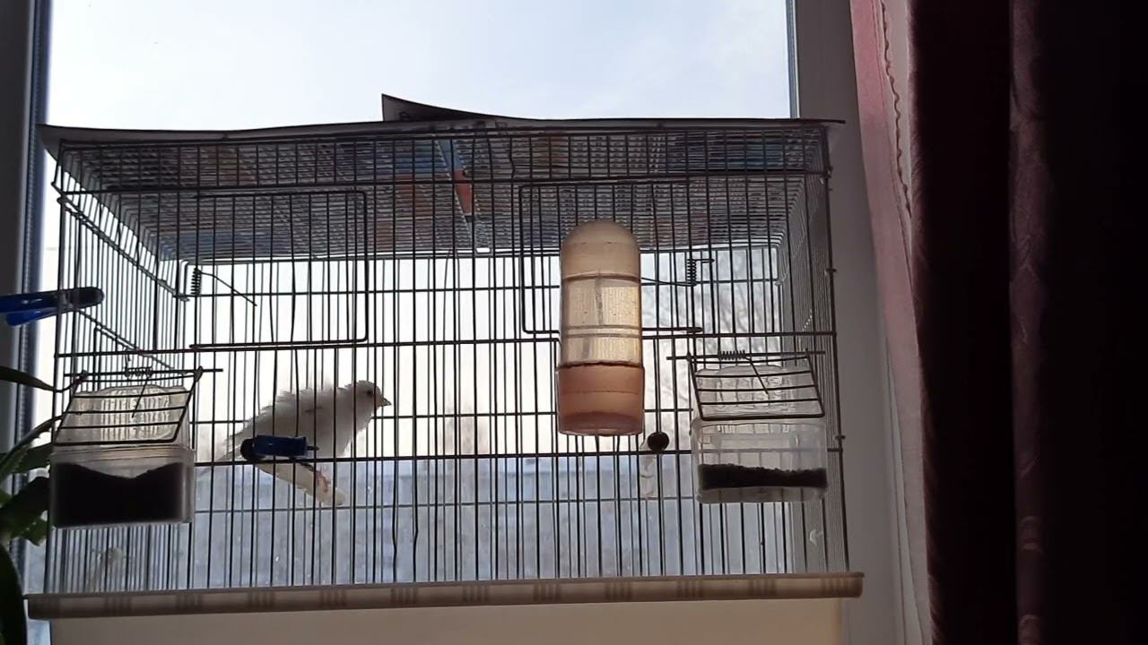 Молодой гибрид щегол+канарейка 25.12.2022. смотреть онлайн