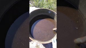 Коровяк - природное удобрение,  которым подкармливают растения