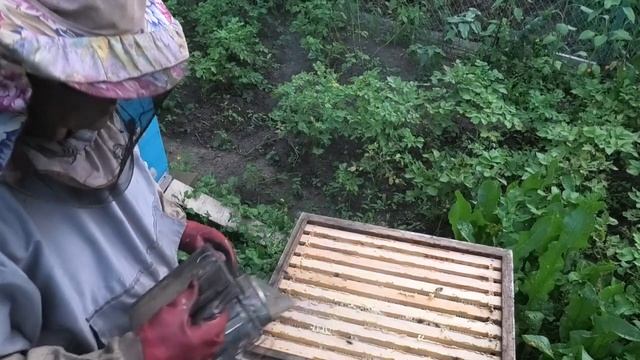 Пчелоудалитель Квебек мне понравился. смотреть онлайн