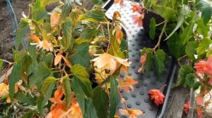 Бегония Беллекония /Черенкуем правильно/Подготовка к зимовке/ [как сохранить бегонию зимой]